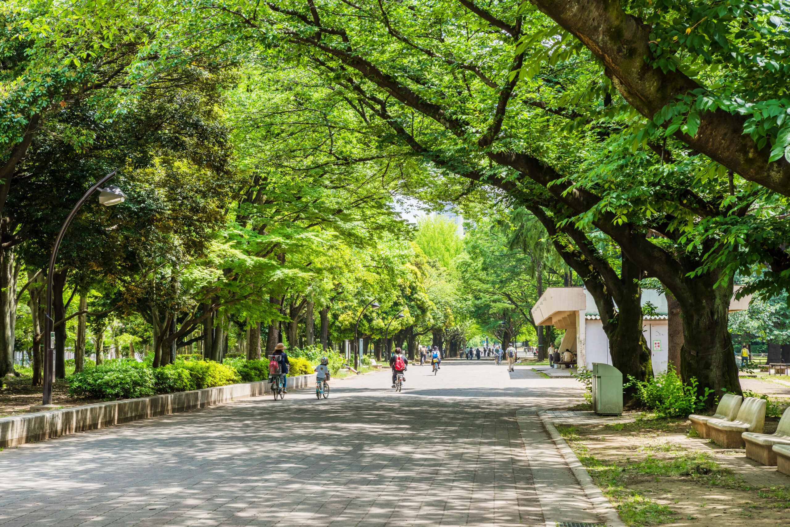 東京都練馬区光が丘公園の並木道の画像